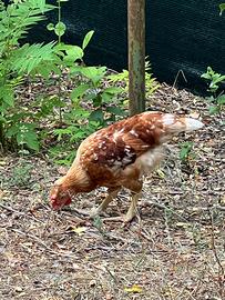Galline Ovaiole