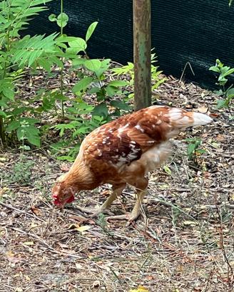 Galline Ovaiole