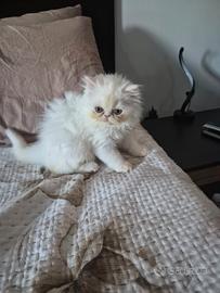 Gattino PERSIANO