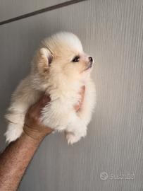 Spitz di Pomerania