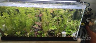 10 vasetti di piante per acquario