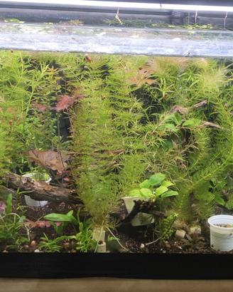 10 vasetti di piante per acquario