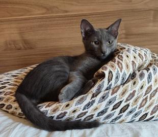 gattini coppia