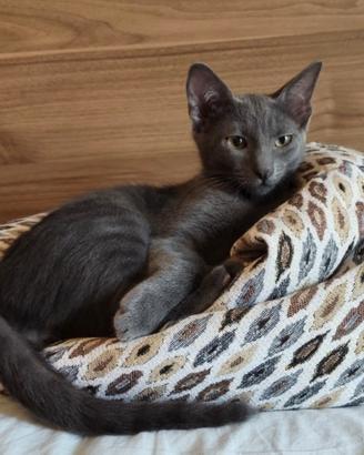 gattini coppia