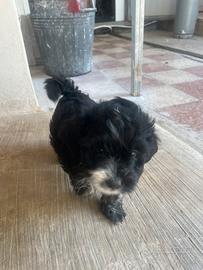 Animali