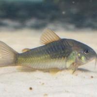 Pesci corydoras aeneus