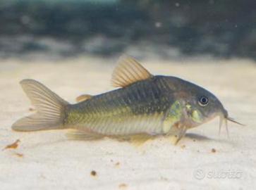 Pesci corydoras aeneus