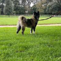 Akita americani femmina