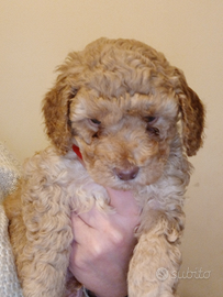 Barboncino nano albicocca