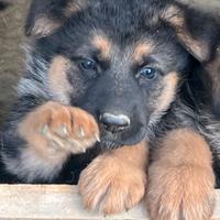 Cuccioli Pastore Tedesco