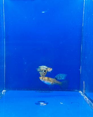 Guppy show selezione