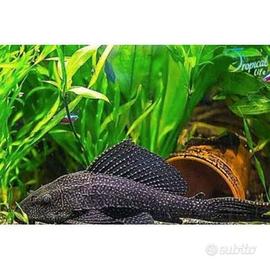 Plecostomus