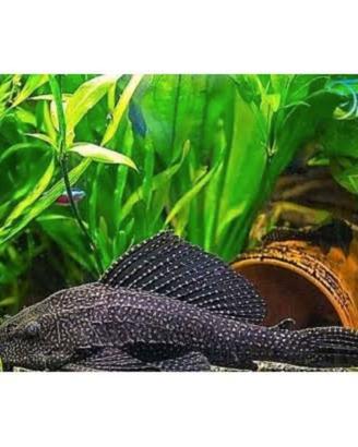 Plecostomus
