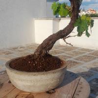 Bonsai di vite