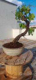Bonsai di vite