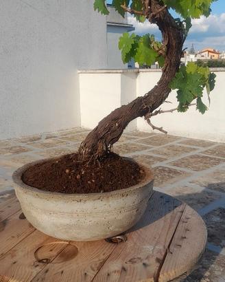Bonsai di vite