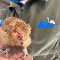 ASSIOLO DELLE FILIPPINE Baby - Otus megalotis