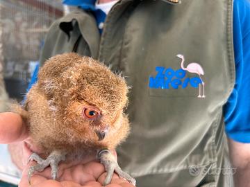 ASSIOLO DELLE FILIPPINE Baby - Otus megalotis