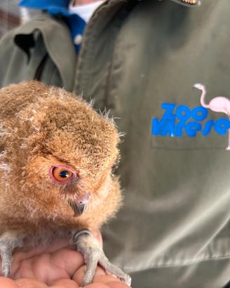 ASSIOLO DELLE FILIPPINE Baby - Otus megalotis