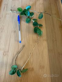 Hoya talee