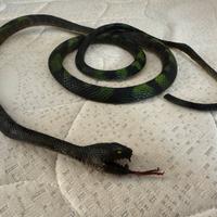 Serpente giocattolo lungo circa 120cm