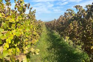 Terreno agricolo - Cellole