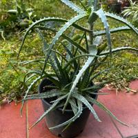 Aloe arborescens