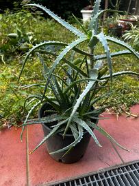 Aloe arborescens