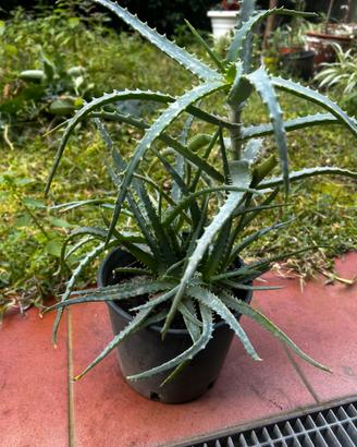 Aloe arborescens