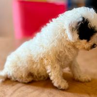 Ultima femmina di barboncino nano