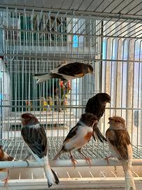 Canarini arlecchino portoghese 2025