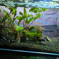 piccolo acquario di 20 litri 