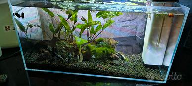 piccolo acquario di 20 litri 