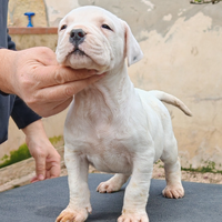 Dogo argentino