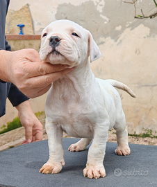 Dogo argentino
