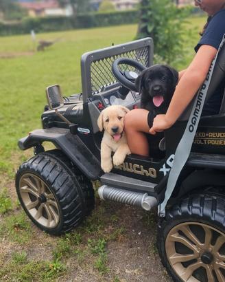 Labrador