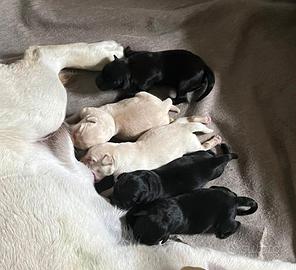 Labrador cuccioli