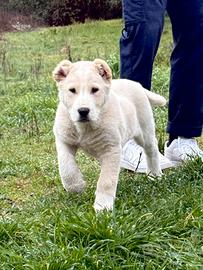 Pastore dell'Asia centrale