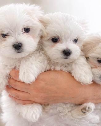 Cucciolo maltese piccola taglia