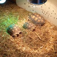 Tartaruga sulcata