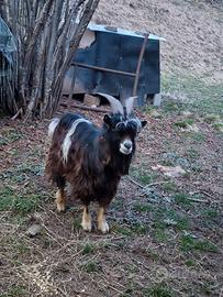Caprone tibetano-Saanen