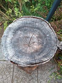 tronco quercia