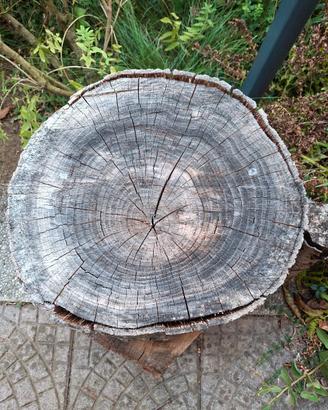 tronco quercia