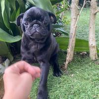 Maschietto di carlino