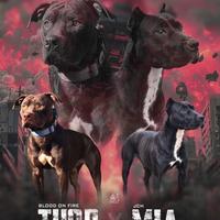American pitbull ukc