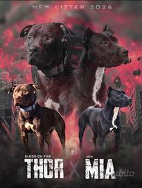 American pitbull ukc