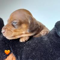 Bassotti tedeschi con pedigree