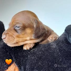 Bassotti tedeschi con pedigree