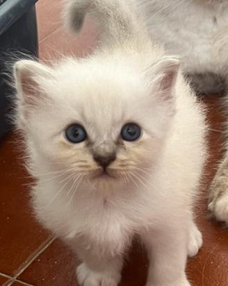 Cuccioli Sacro di Birmania