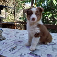 Cuccioli di pastore australiano